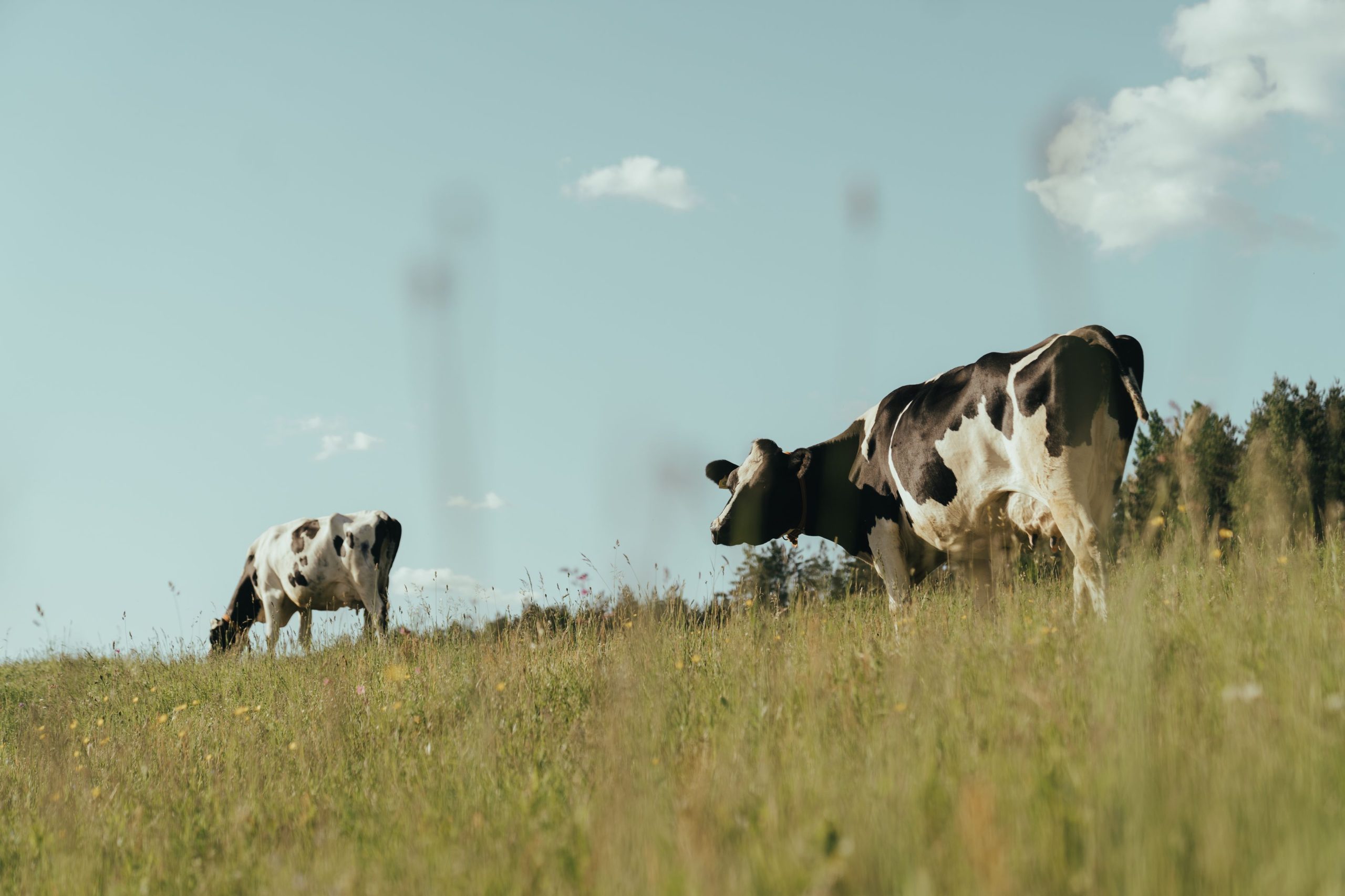 Rotational grazing