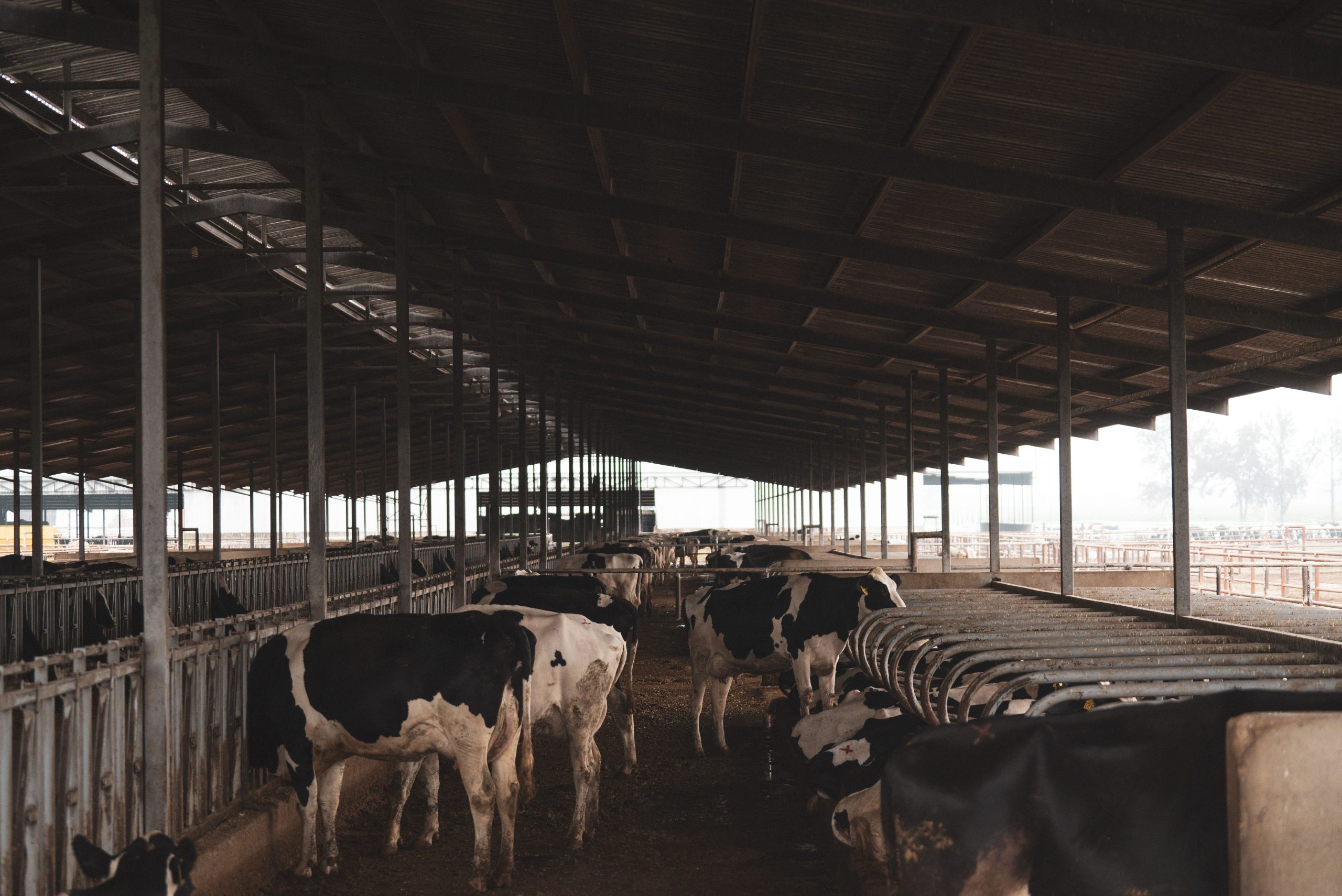 Reduce cow population