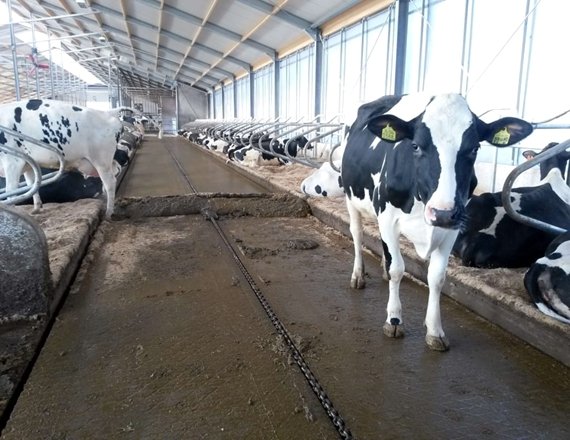 Rapid removal of manure from housing